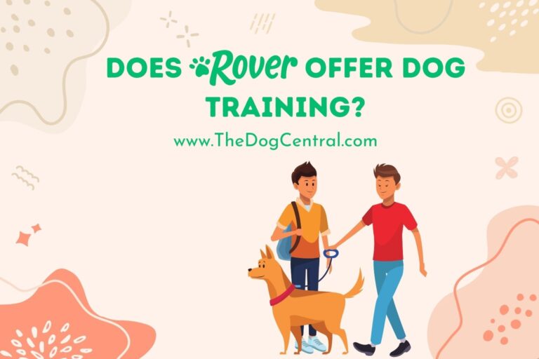 Does Rover Offer Dog Training_