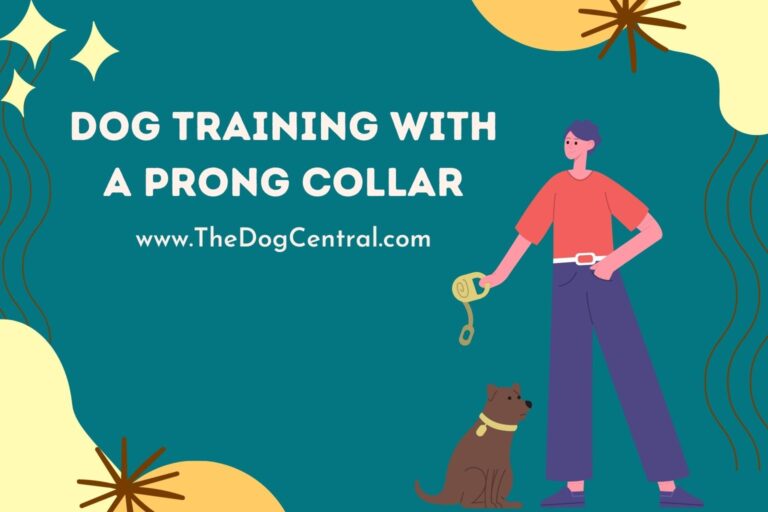 Dog Training With a Prong Collar