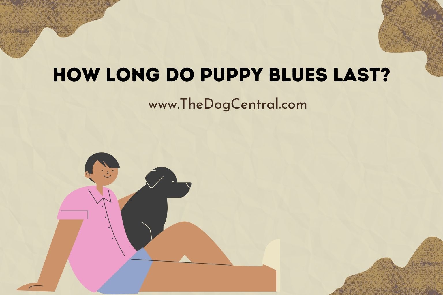 How Long Do Puppy Blues Last