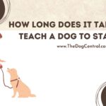 How Long Does it Take to Teach a Dog to Stay?