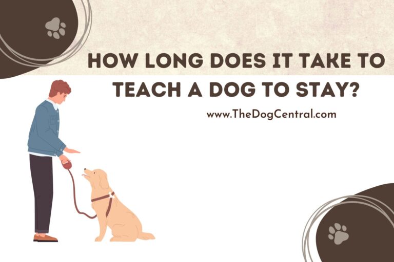 How Long Does it Take to Teach a Dog to Stay