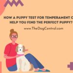 How a Puppy Test For Temperament Can Help You Find the Perfect Puppy?