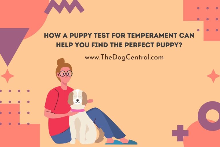 How a Puppy Test For Temperament Can Help You Find the Perfect Puppy