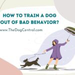How to Train a Dog Out of Bad Behavior?