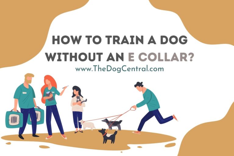 How to Train a Dog Without an E Collar_