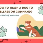How to Train a Dog to Release on Command?