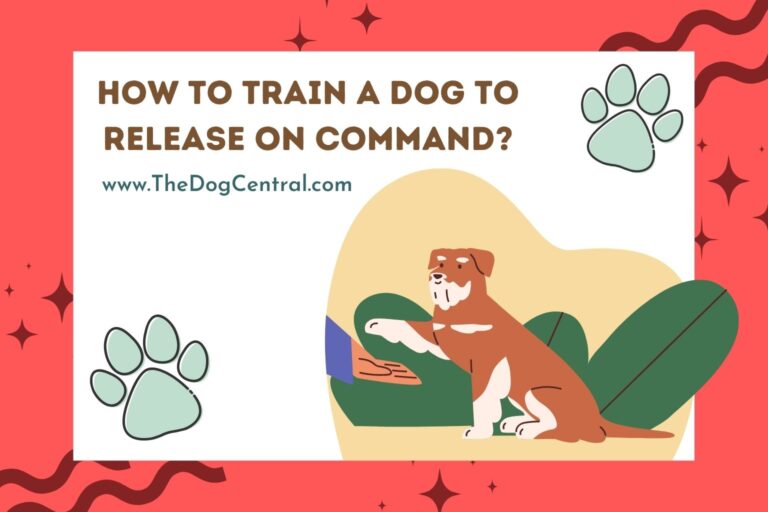 How to Train a Dog to Release on Command_