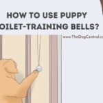 How to Use Puppy Toilet-Training Bells?
