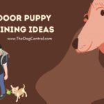 Indoor Puppy Training Ideas