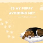 Is My Puppy Avoiding Me?