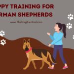 Puppy Training For German Shepherds