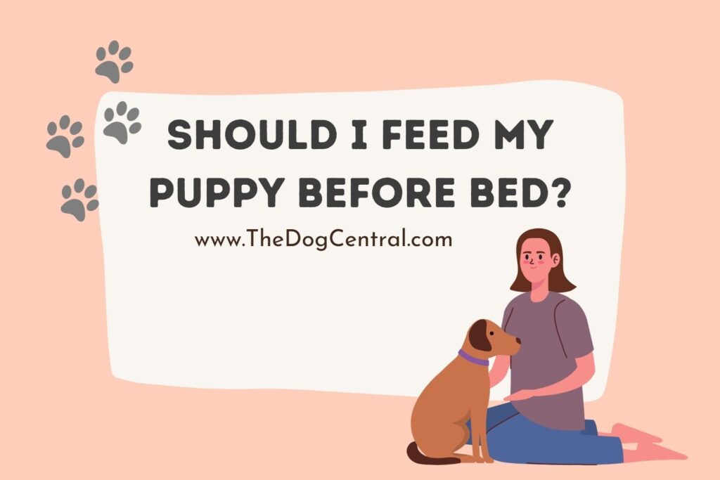 should-i-feed-my-puppy-before-bed-the-dog-central