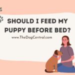 Should I Feed My Puppy Before Bed?