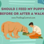 Should I Feed My Puppy Before Or After a Walk?