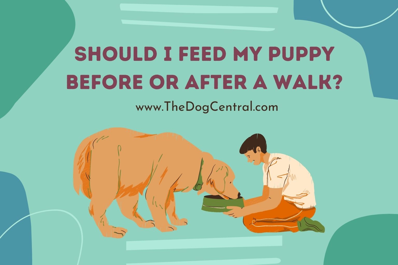 Should I Feed My Puppy Before Or After a Walk