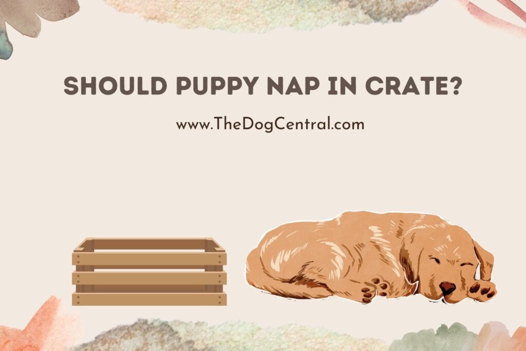 Should Puppy Nap in Crate? The Dog Central