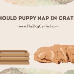 Should Puppy Nap in Crate?