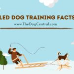 Sled Dog Training Facts