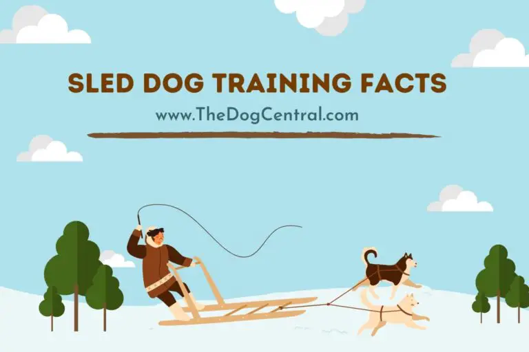 Sled Dog Training Facts
