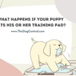What Happens If Your Puppy Eats His Or Her Training Pad?