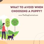 What to Avoid When Choosing a Puppy?