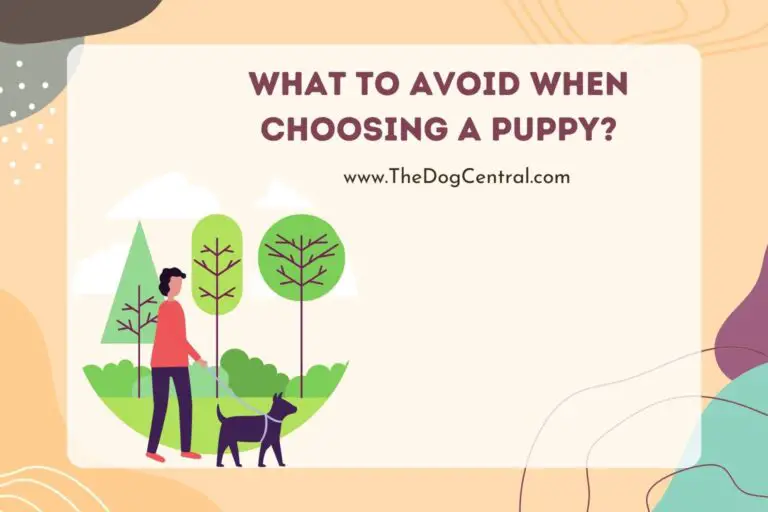 What to Avoid When Choosing a Puppy