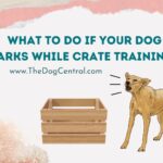 What to Do If Your Dog Barks While Crate Training?
