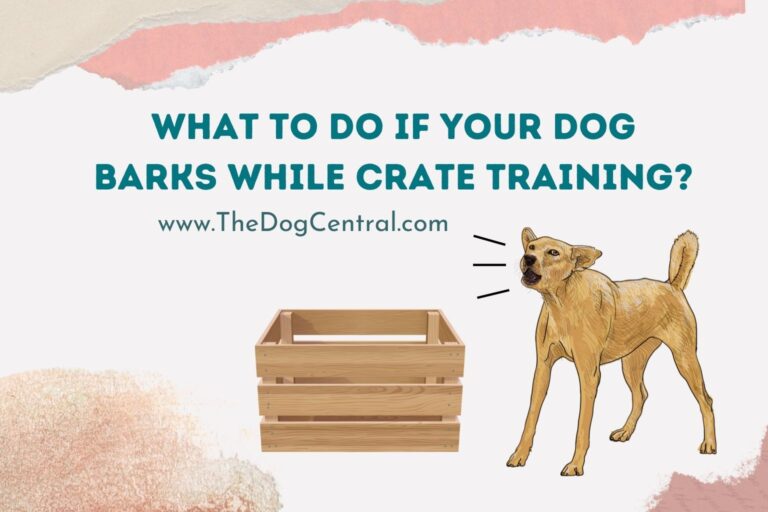 What to Do If Your Dog Barks While Crate Training_