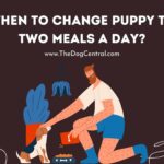 When to Change Puppy to Two Meals a Day?