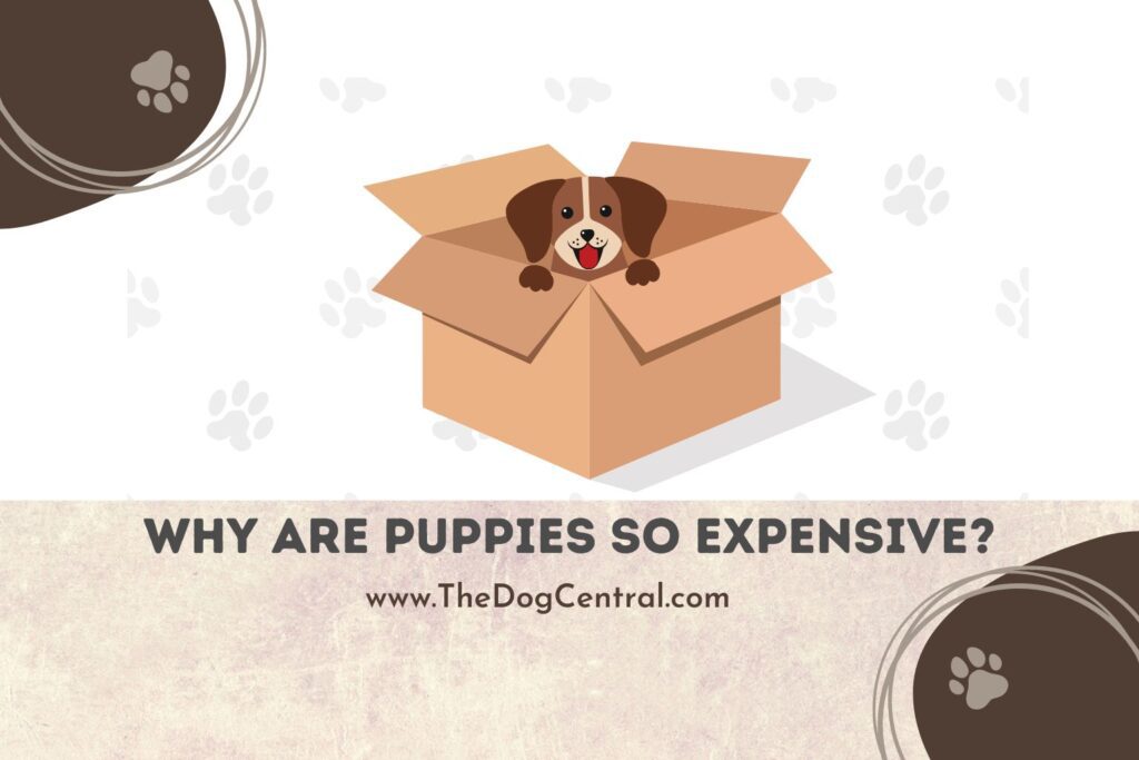 Why Are Puppies So Expensive? The Dog Central