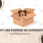 Why Are Puppies So Expensive?