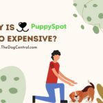 Why is PuppySpot So Expensive?