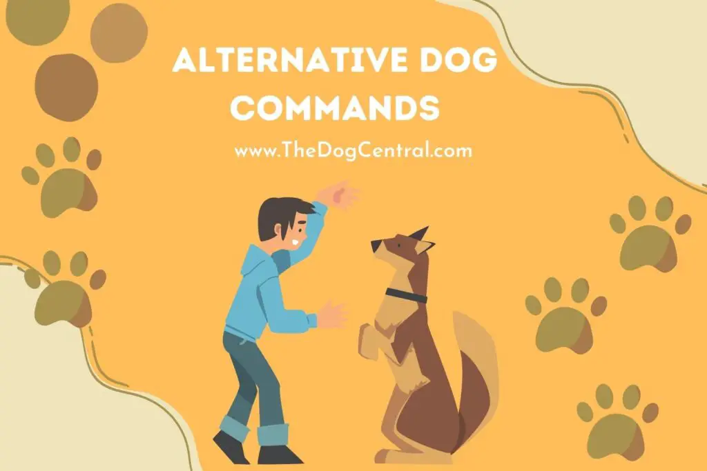 Alternative Dog Commands | The Dog Central