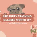 Are Puppy Training Classes Worth It?