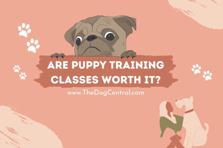 are puppy training classes worth it