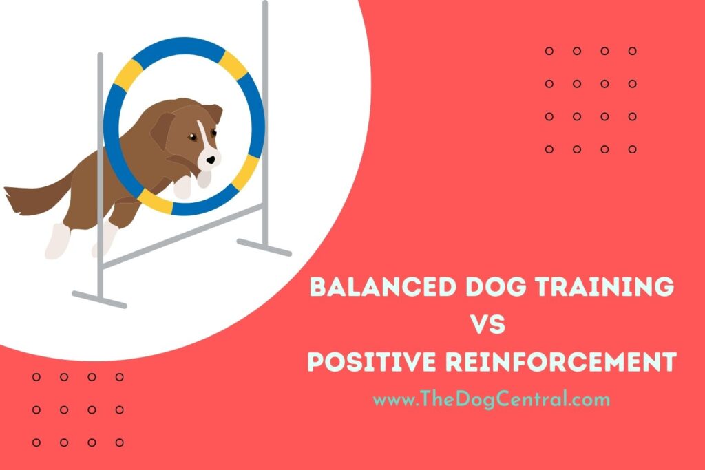 Balanced Dog Training Vs Positive Reinforcement The Dog Central
