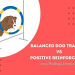 Balanced Dog Training Vs Positive Reinforcement