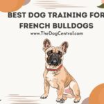 What’s the Best Dog Training For French Bulldogs?