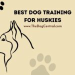 Best Dog Training For a Siberian Husky