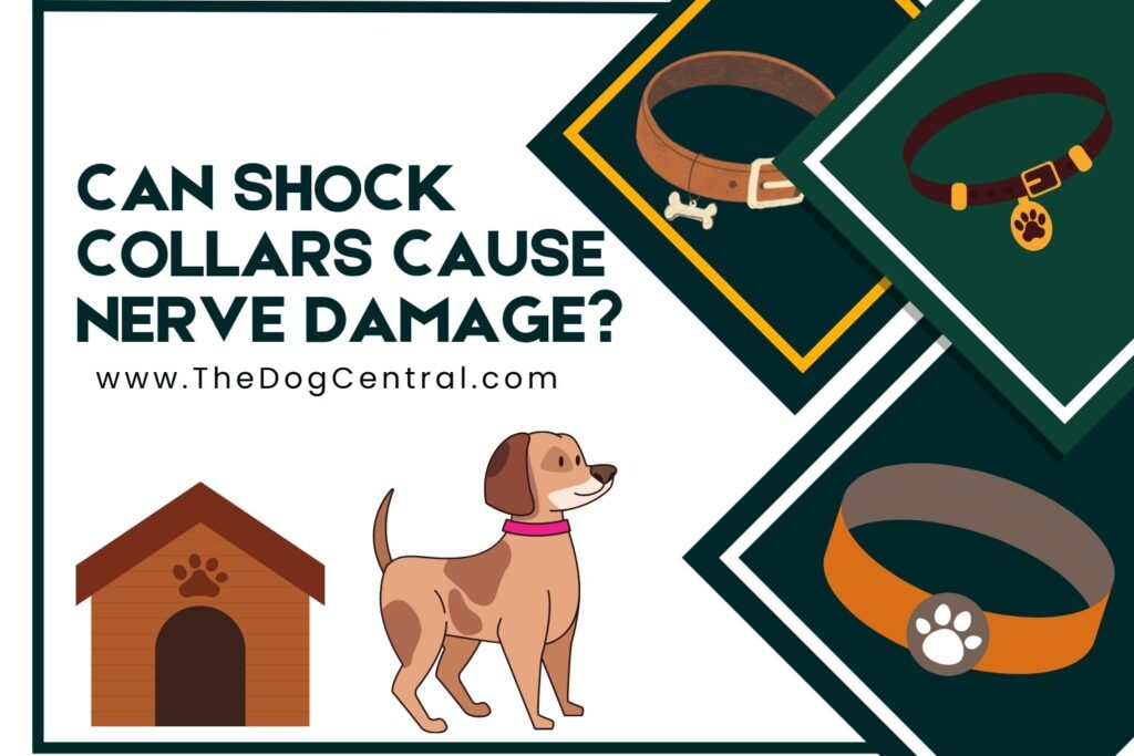 Can Shock Collars Cause Nerve Damage? The Dog Central