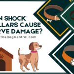 Can Shock Collars Cause Nerve Damage?