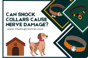 can shock collars cause nerve damage