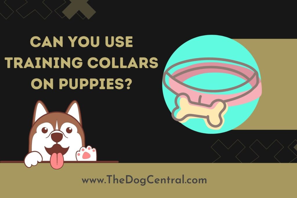 Can You Use Training Collars On Puppies? The Dog Central