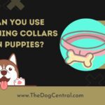 Can You Use Training Collars On Puppies?