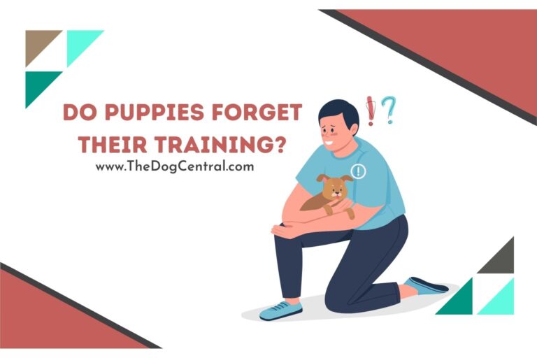 do puppies forget their training