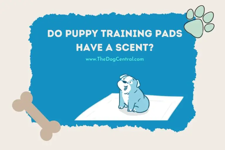 do puppy training pads have a scent