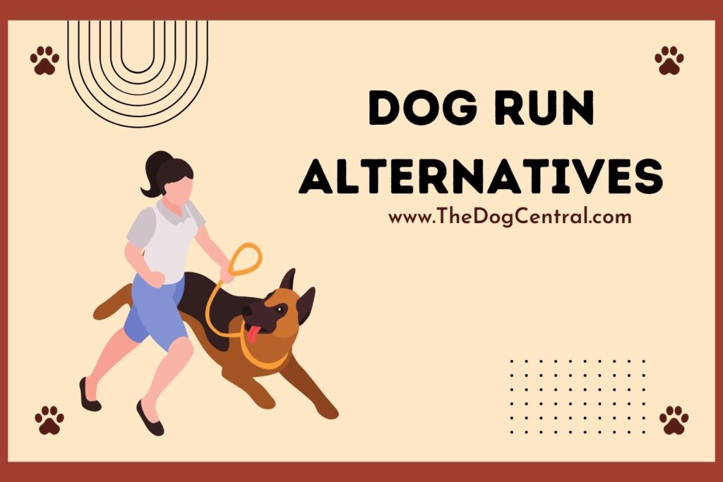 dog-run-alternatives-the-dog-central