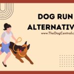 Dog Run Alternatives