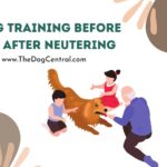 Is Dog Training Before Or After Neutering Necessary?