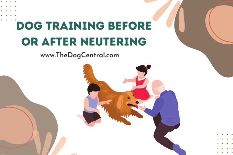 dog training before or after neutering